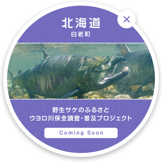 北海道 白老町 | 野生サケのふるさとウヨロ川保全調査普及プロジェクト